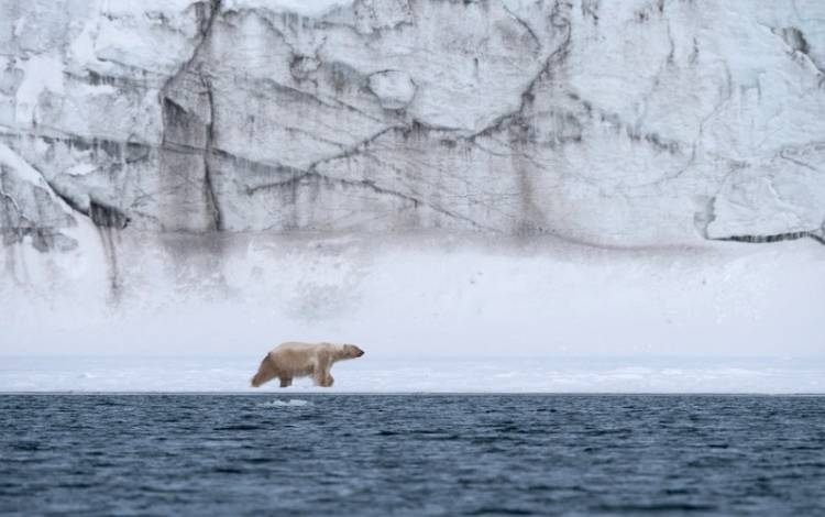 A polar bear walking on a band of sea ice with a towering glacier in the background.