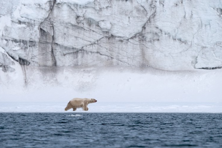 A polar bear walking on a band of sea ice with a towering glacier in the background.