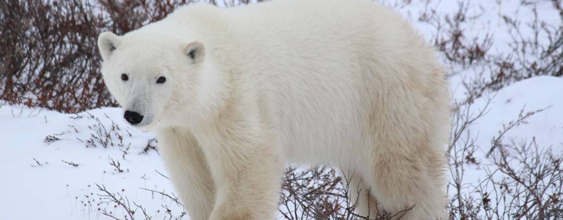 A full grown polar bear standing on all four legs looking at the camera