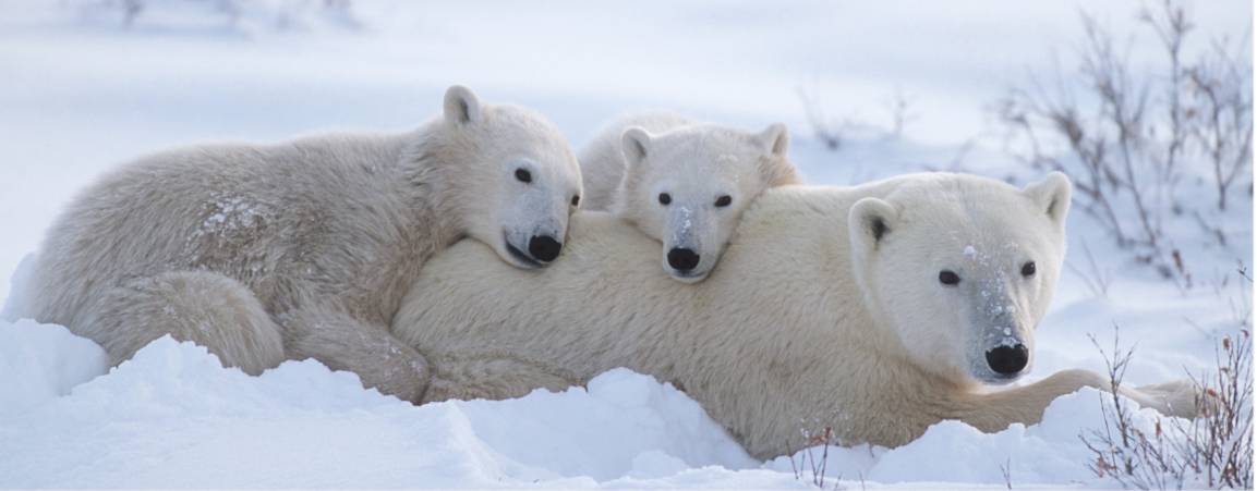 A mother bear and her two cubs resting their heads on her back