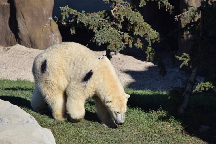 Polar bear at the zoo with dye spots and a Burr on Fur tracking device