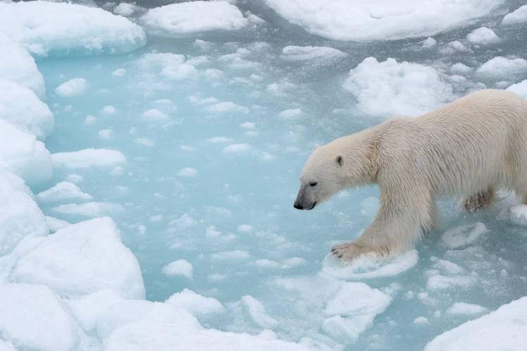 Polar bear jumping sea ice floes