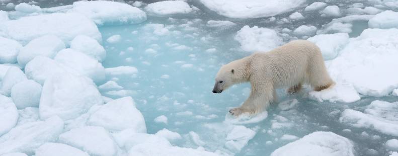 Polar bear jumping sea ice floes