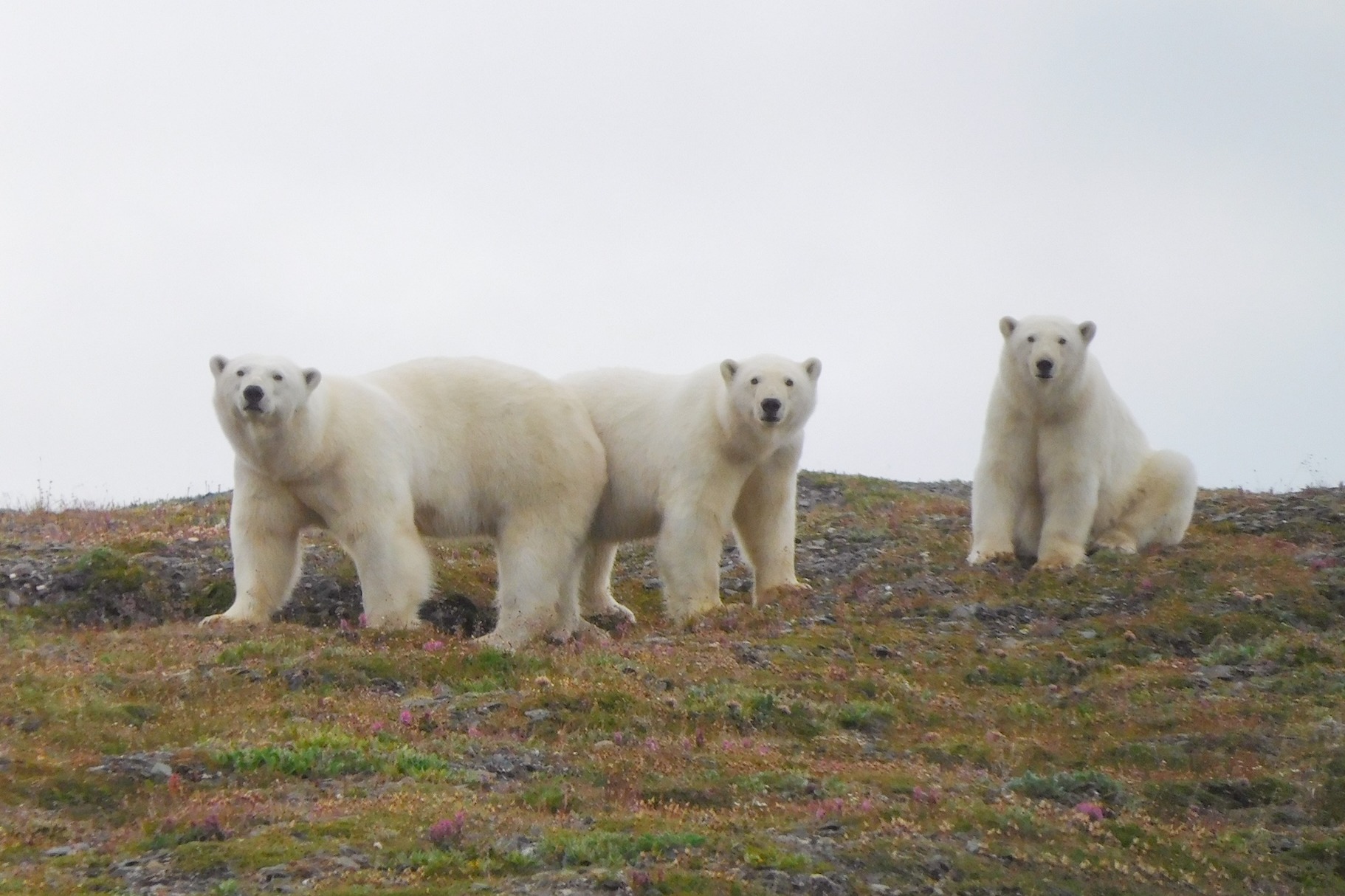 A mother polar bear and her two yearling cubs on a grassy slope on Wrangel Island, Russia