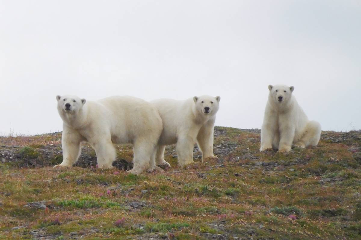 A mother polar bear and her two yearling cubs on a grassy slope on Wrangel Island, Russia