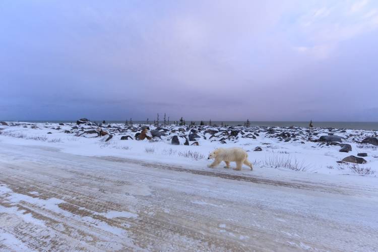 Polar bear near a town road