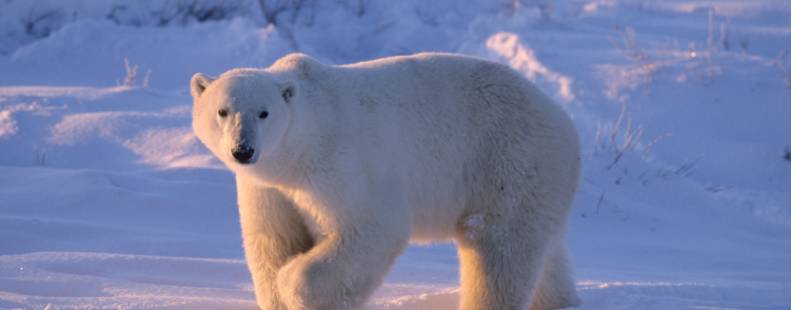 Polar bear walking on ice