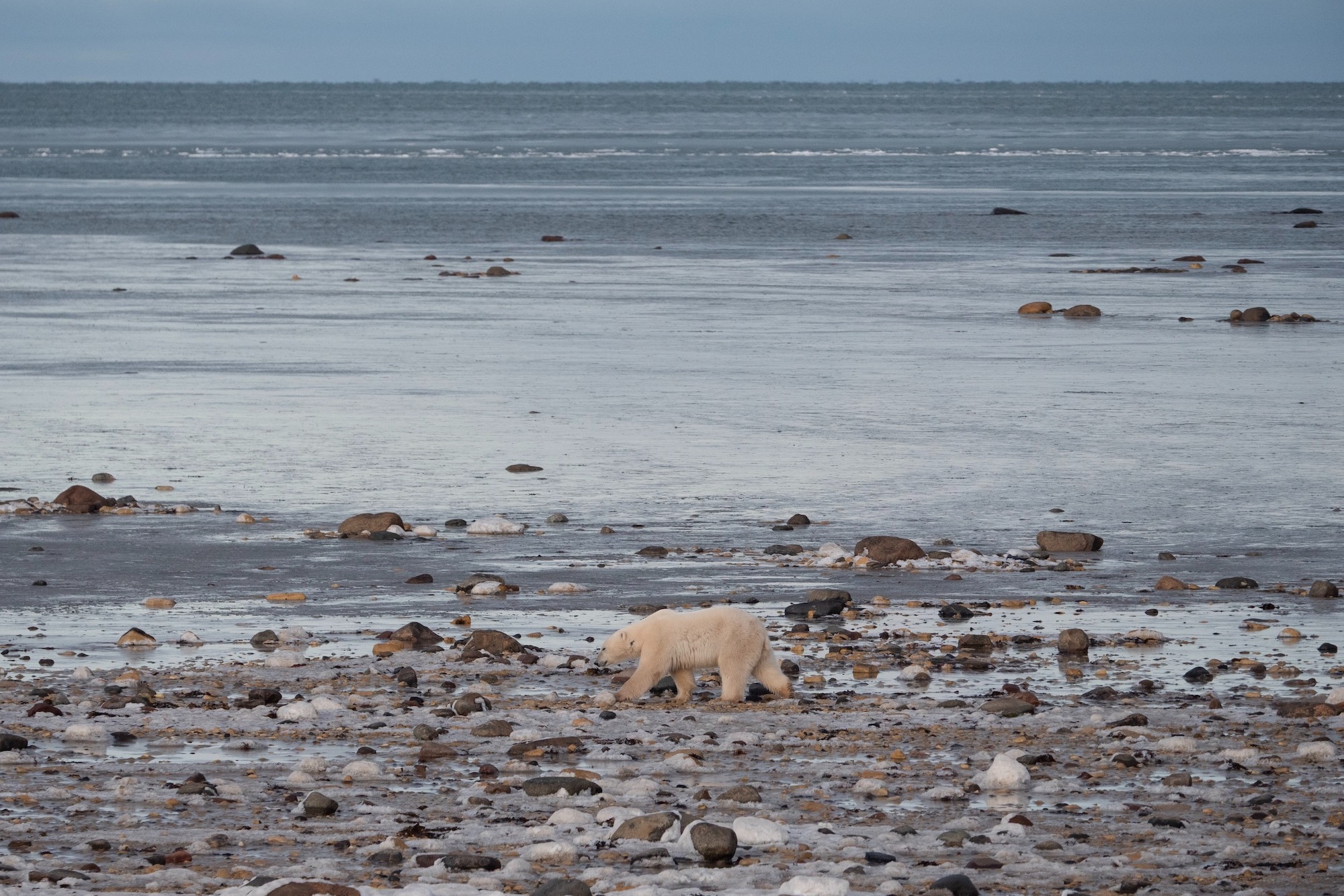 Polar bear walking along the Churchill coastline with forming ice in the background 