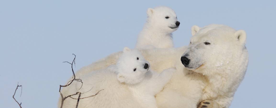 Mother bear laying in snow with one cub looking forward and the other cub looking at her.