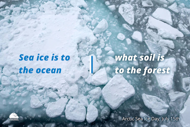 Sea Ice with text, " Sea ice is to the ocean | what soil is to the forest"