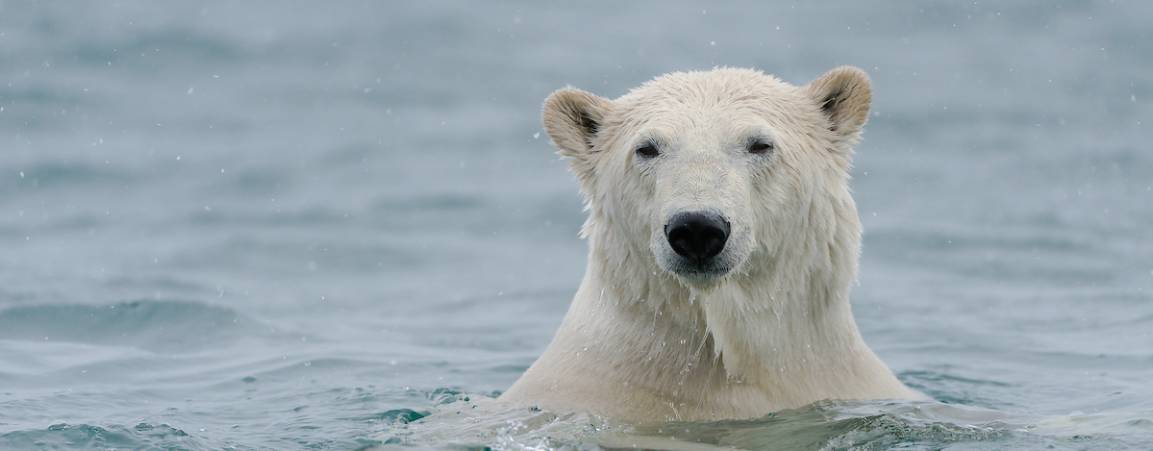 essay about endangered polar bears