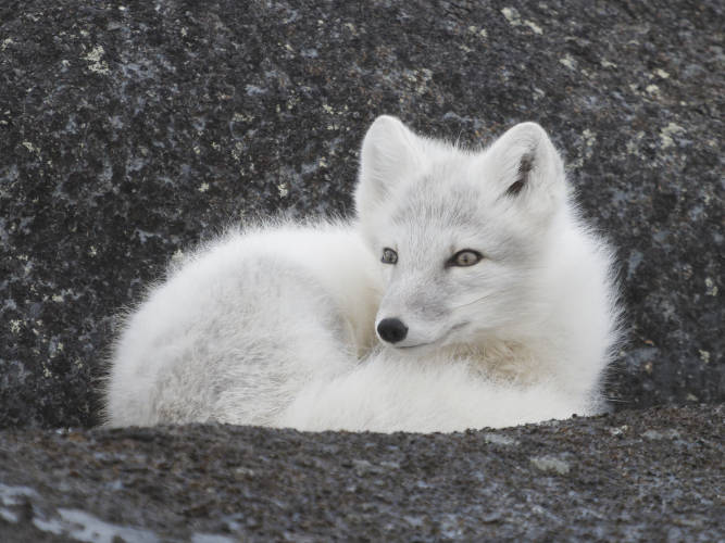 An Arctic fox on a rocky landscape