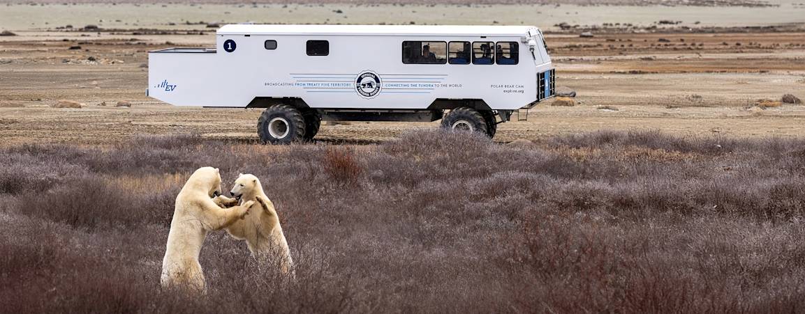 EV Tundra Buggy One with polar bears sparring