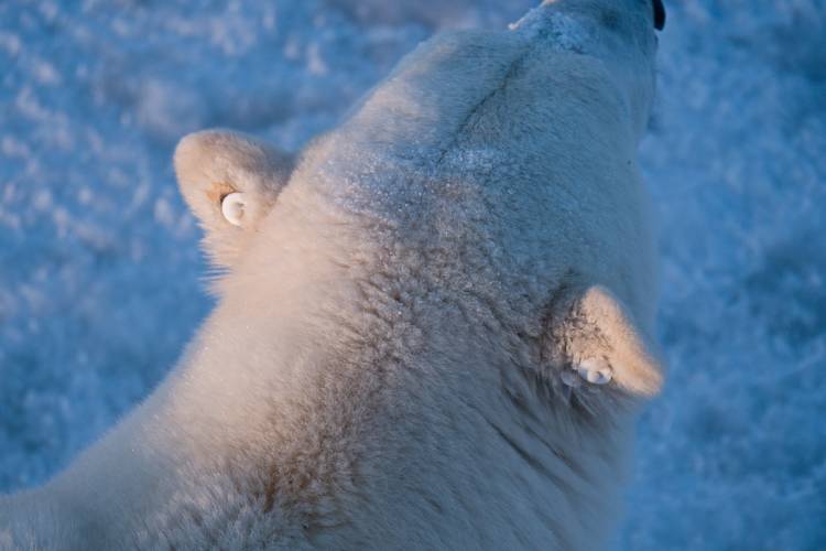 The backside of a polar bear's head shows the GPS ear tags attached to its ears for tracking