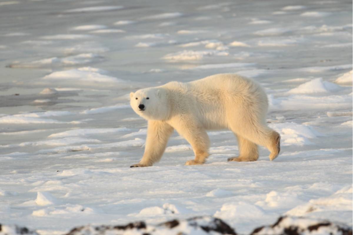 A polar bear strides across the sea ice.