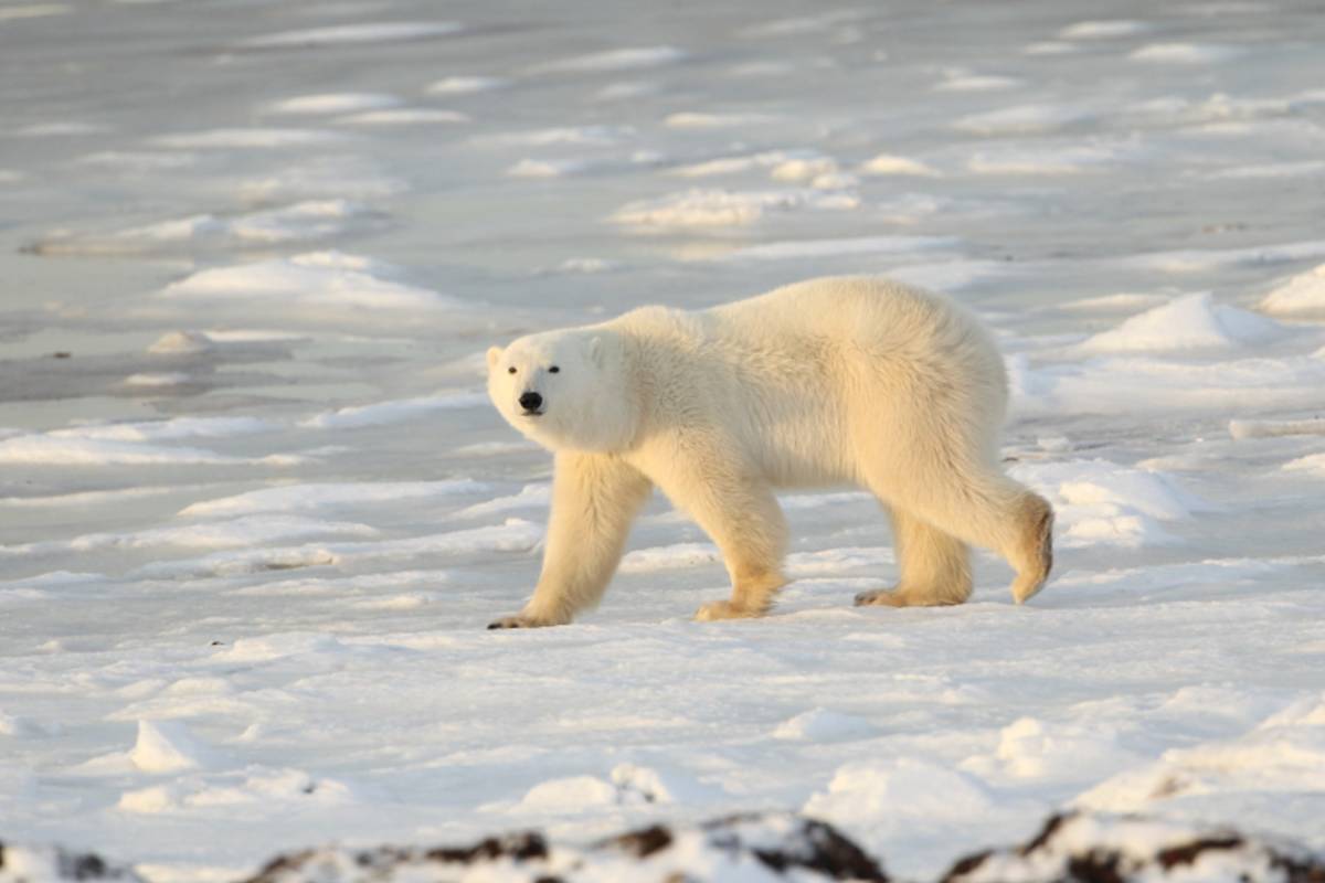 A polar bear strides across the sea ice.