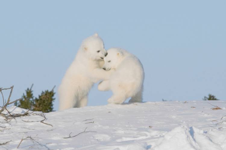 Two cubs playing together in snow