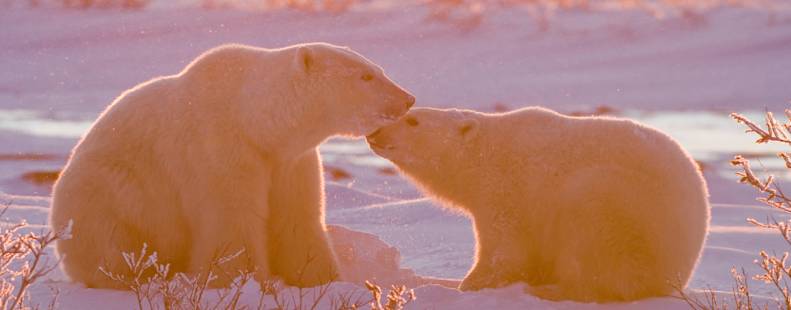 Two bears nustling each other 