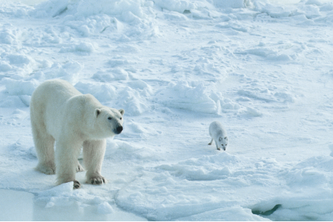 Polar bear in the foreground with an Arctic fox in the background