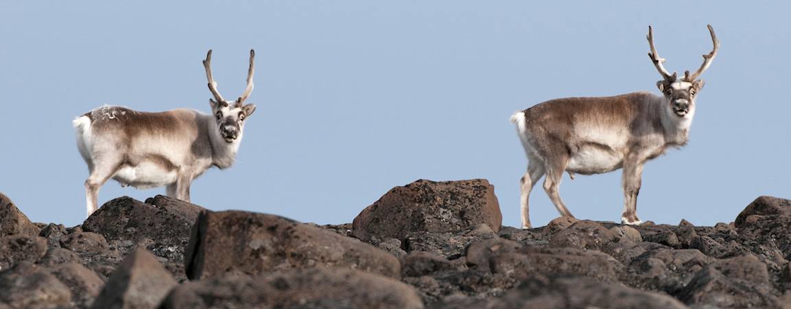 Reindeer stand on top of a cliff in Svalbard, Norway