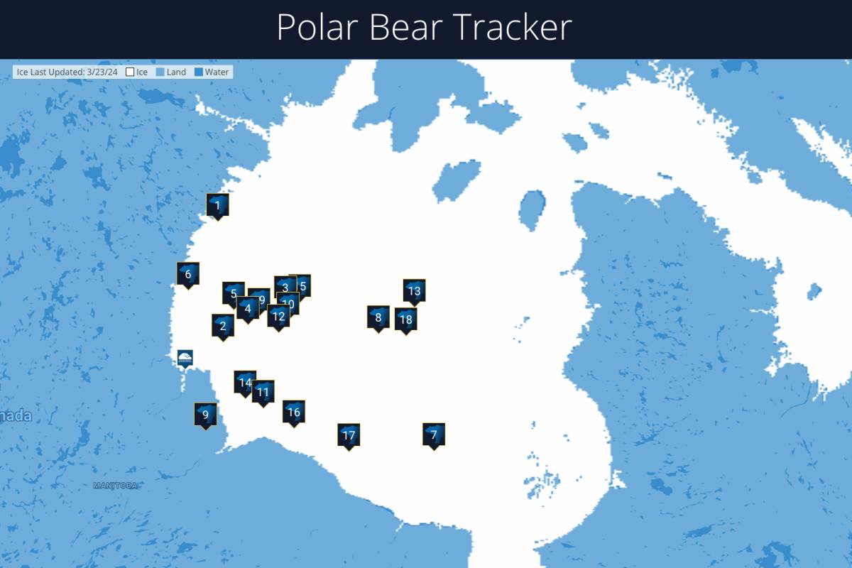 Polar bear tracker spring 2024