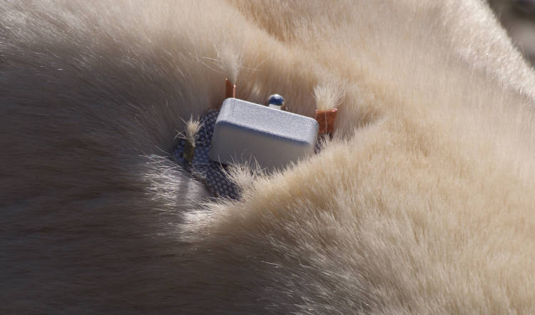 'Burr on Fur' polar bear tracking device