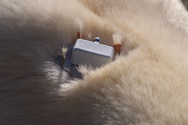 'Burr on Fur' polar bear tracking device
