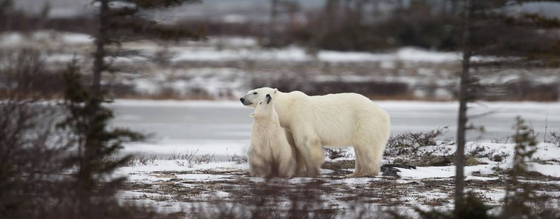 A polar bear mom and cub among the trees in Churchill