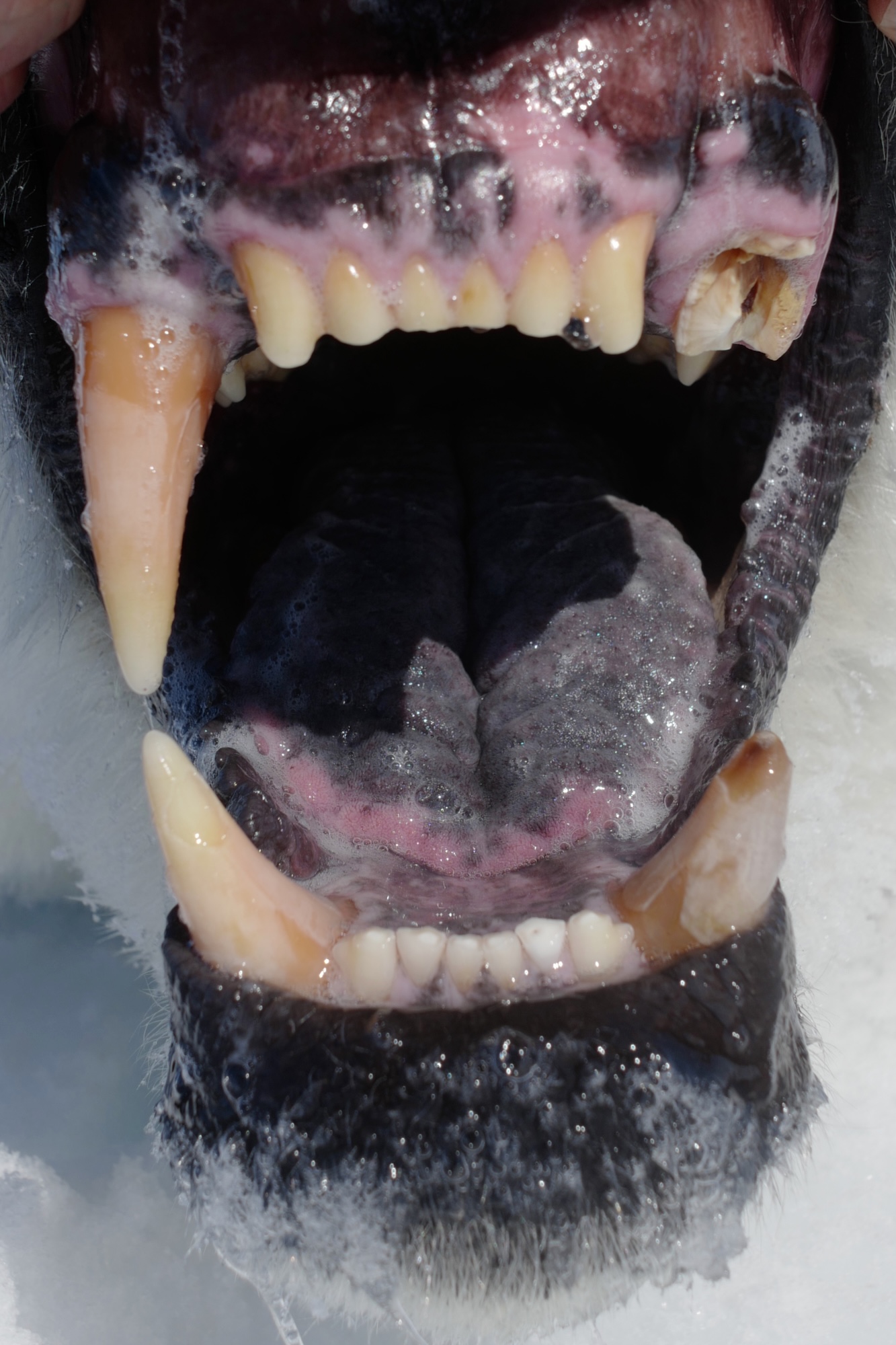 Close up of a male polar bear's mouth showing a broken tooth from a research study
