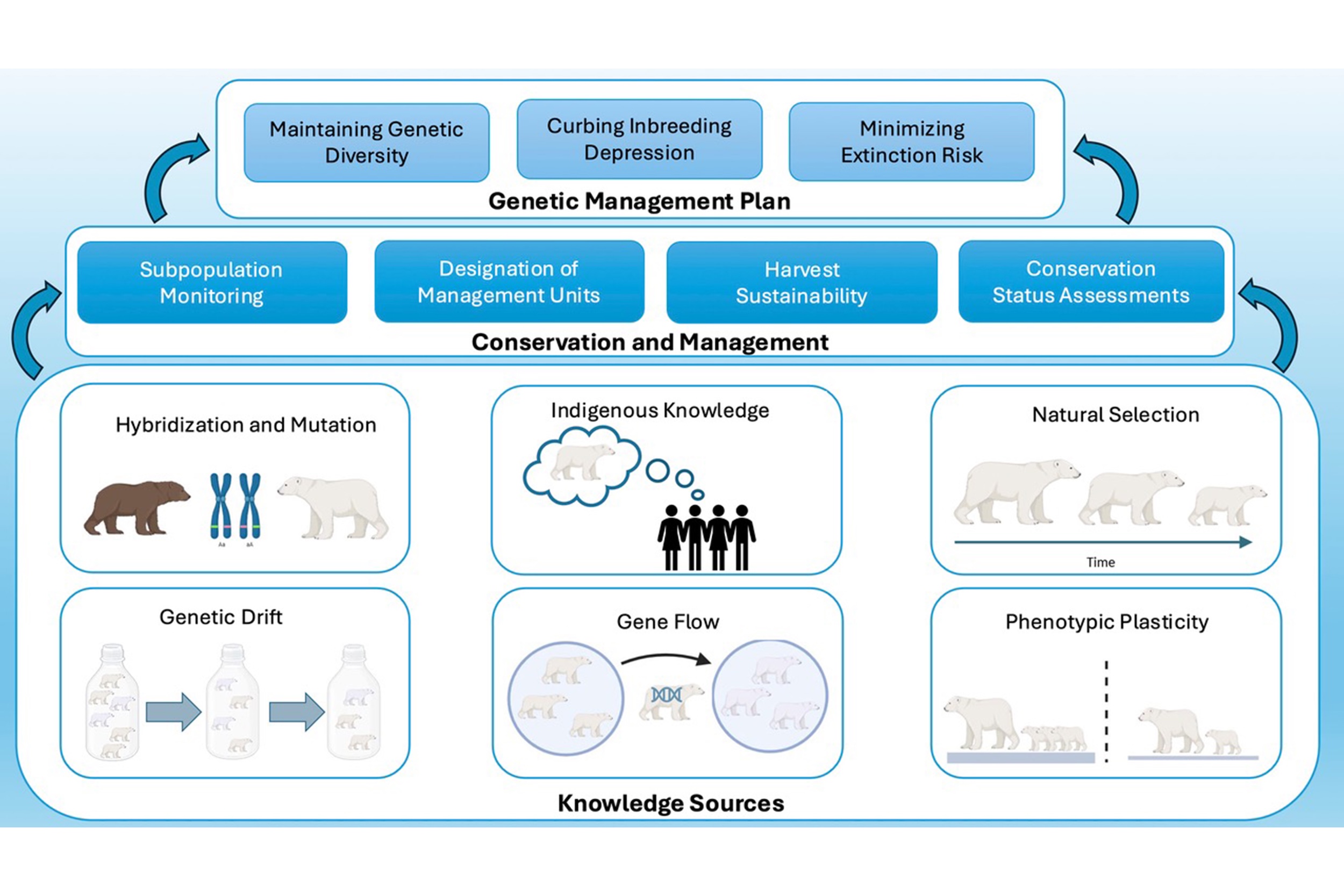 Graphic from the study "Climate-linked evolution and genetics in a warming Arctic"