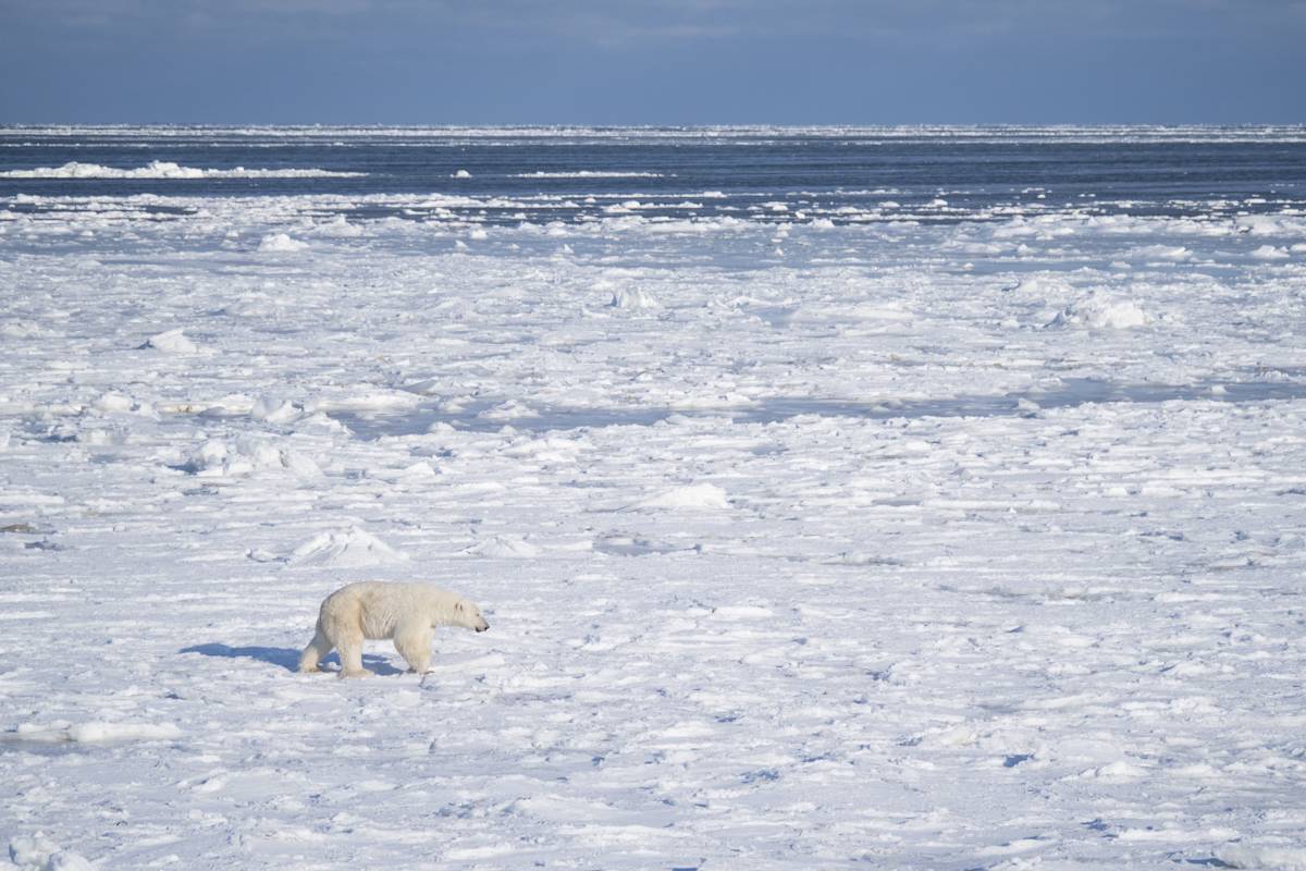 An adult polar bear walks through fog covered in snow