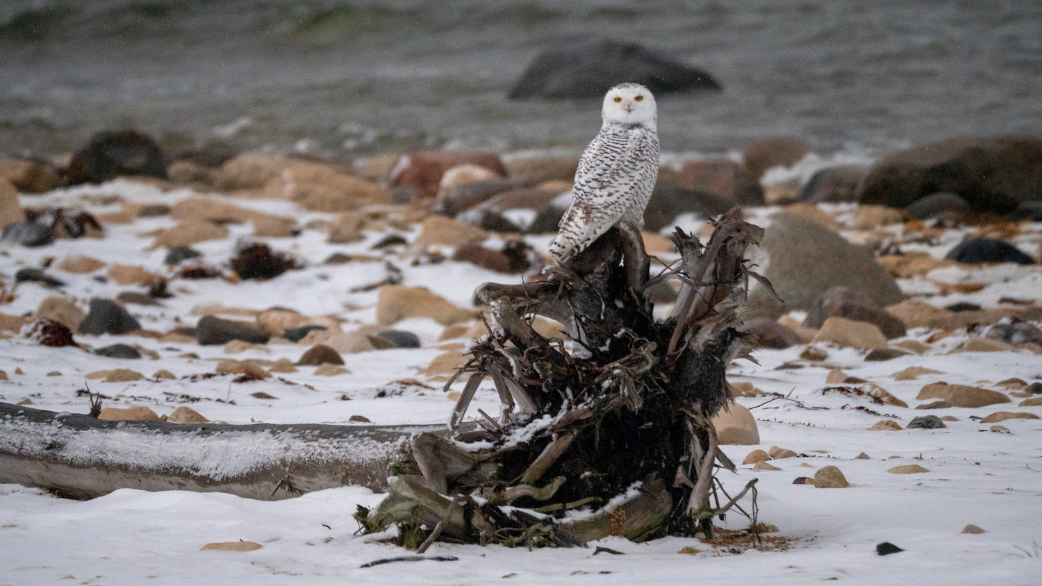 Snowy owl on the Churchill tundra