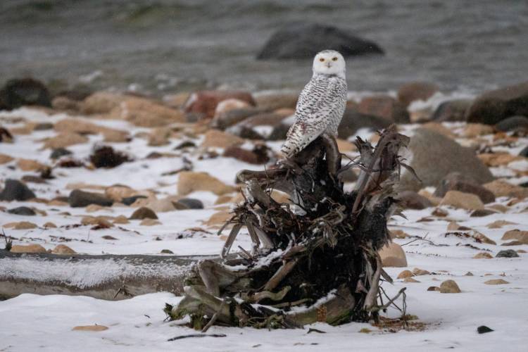 Snowy owl on the Churchill tundra