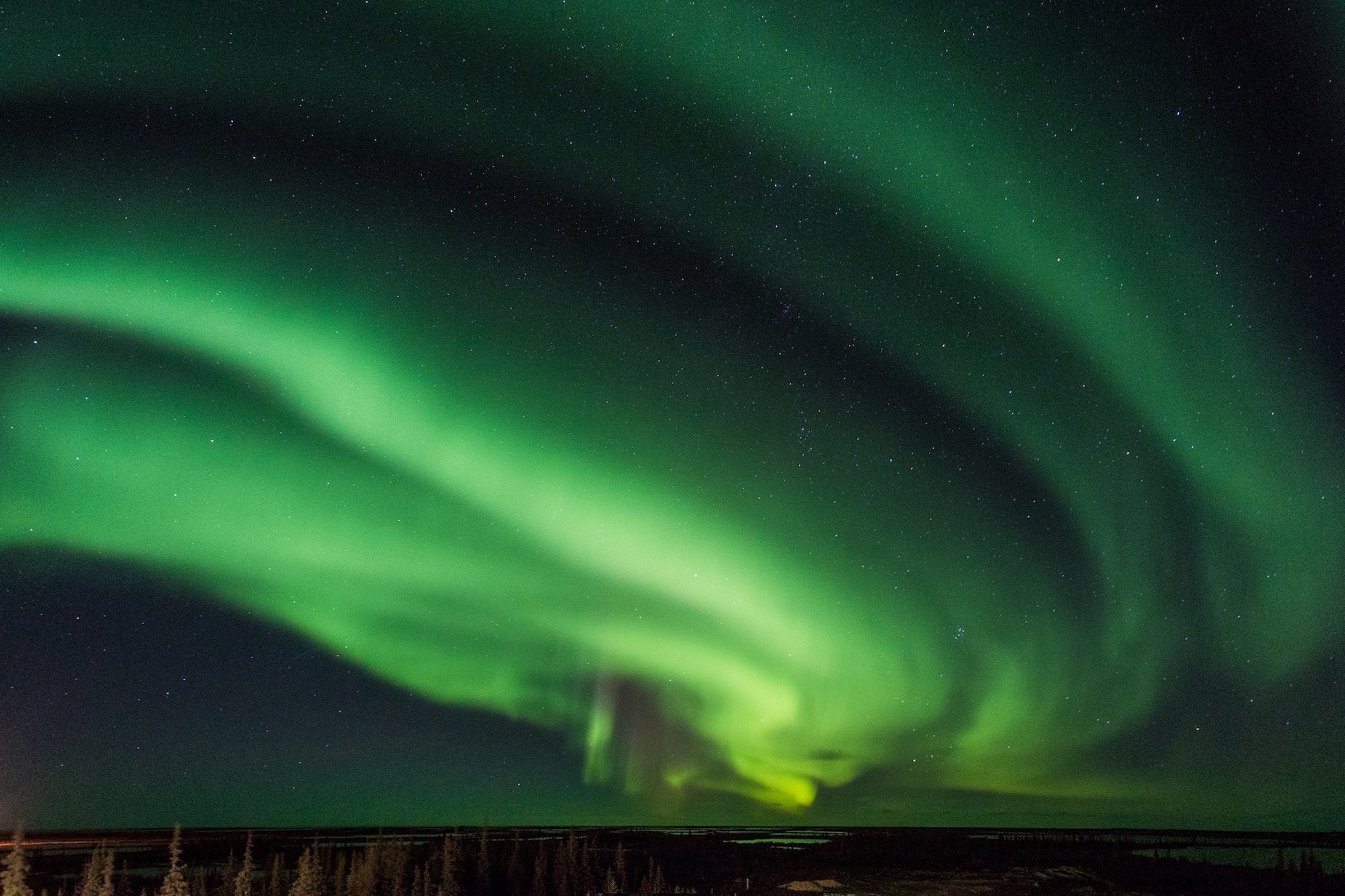 Northern lights over trees in Churchill