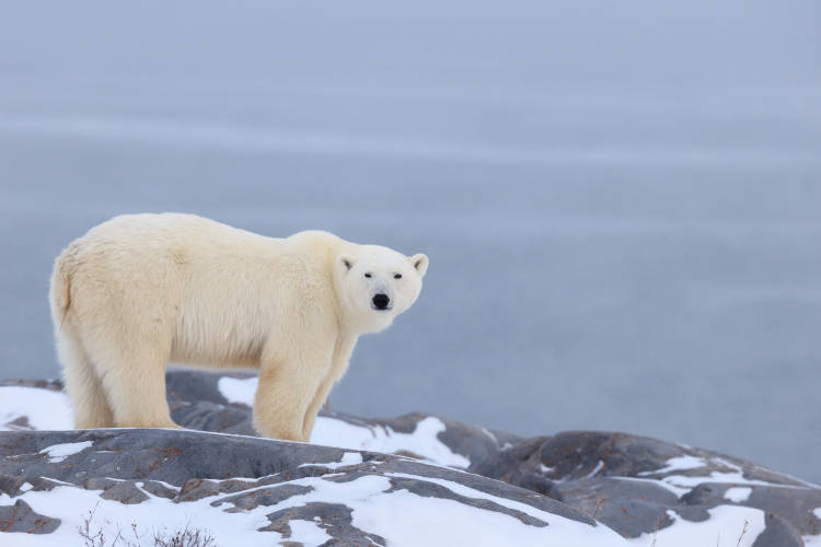 A polar bear stands on the rocky shoreline of Hudson Bay.