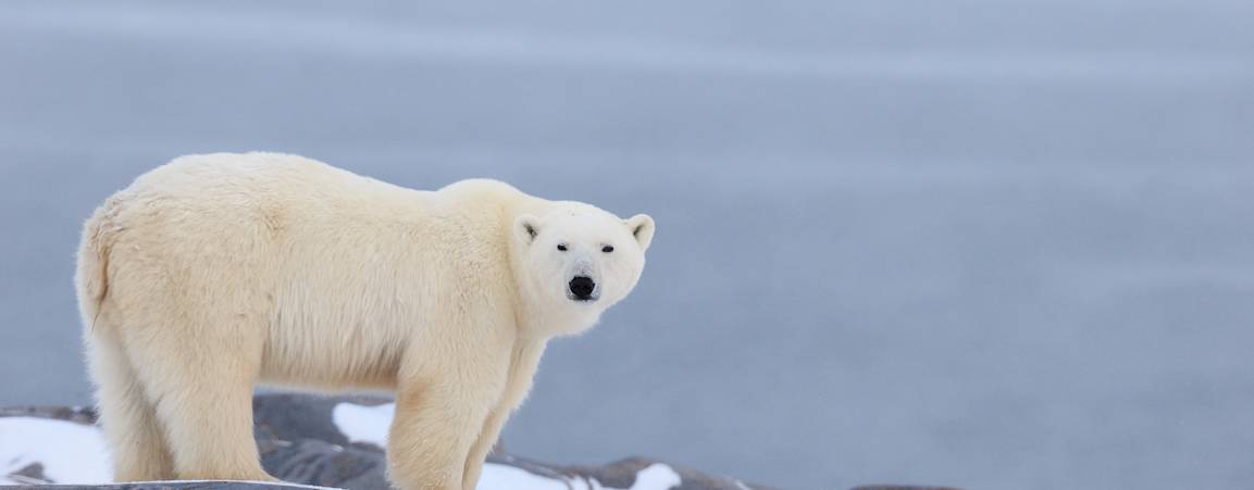 A polar bear stands on the rocky shoreline of Hudson Bay.
