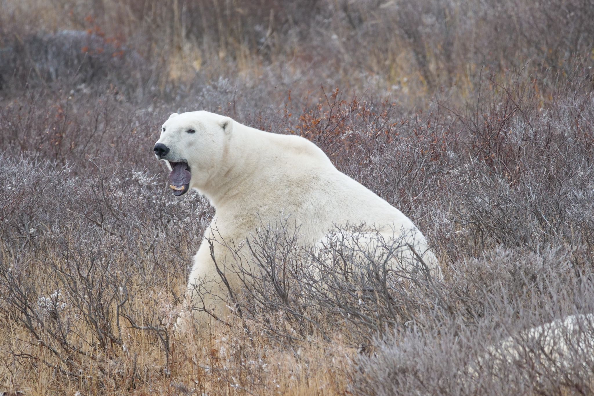 Polar bears in the tall grasses