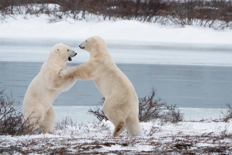 Two polar bears sparring in snow