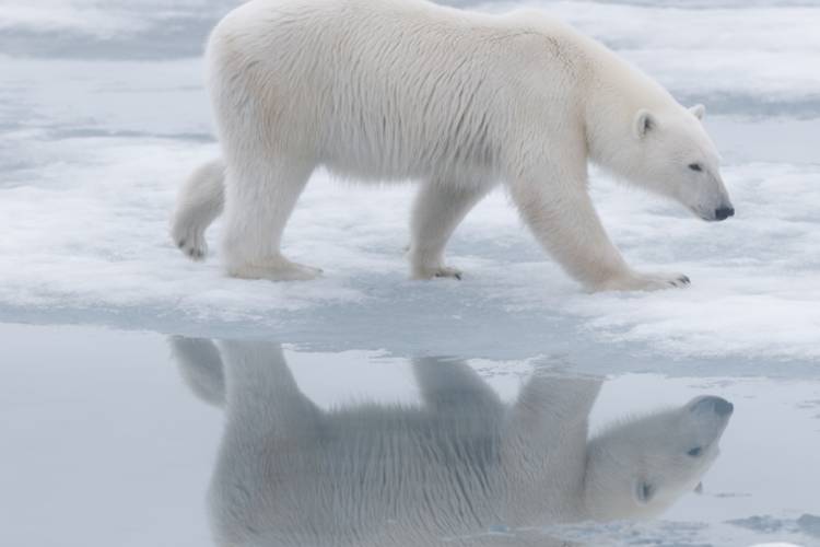 Polar bear walking on ice