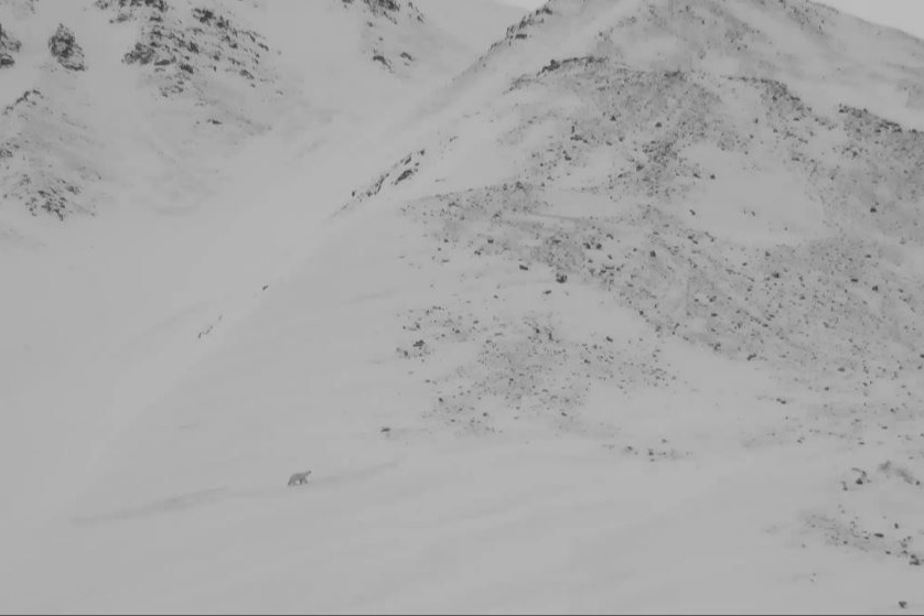 A polar bear at the base of a snowy mountain