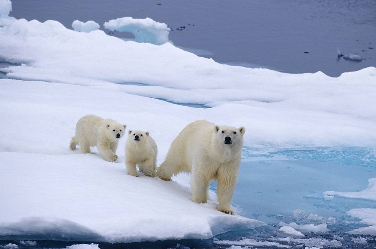 When Will Polar Bear Start to Collapse? | Polar Bears International