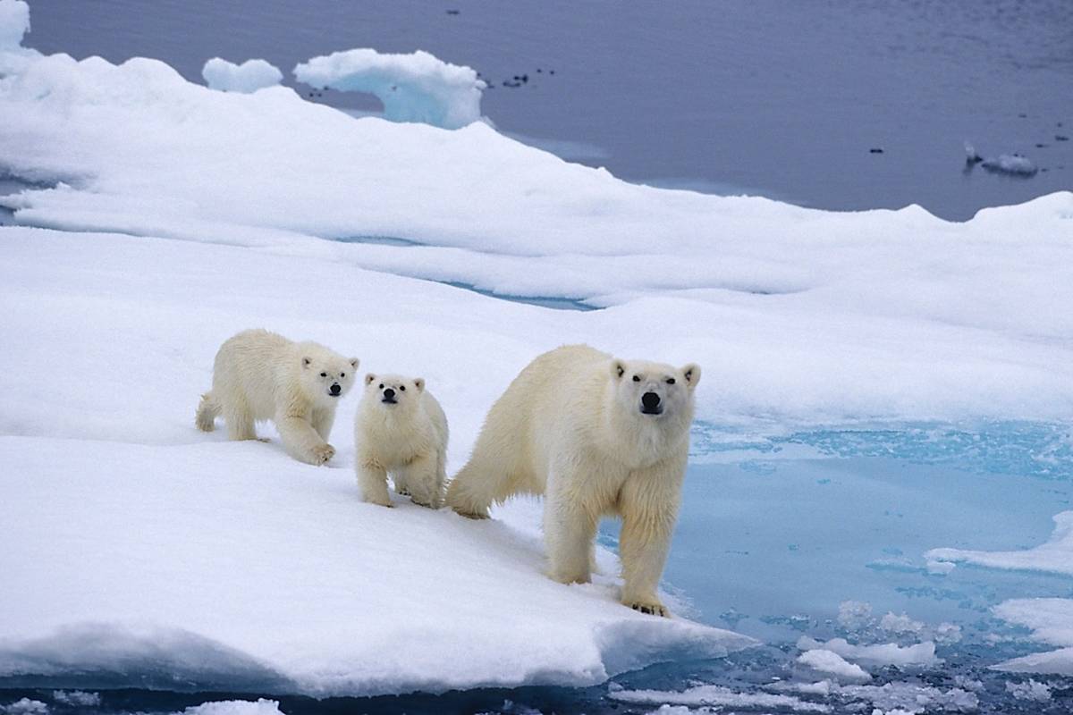 polarbearsinternational https://polarbearsinternational.org/media/3214/013251901.jpg