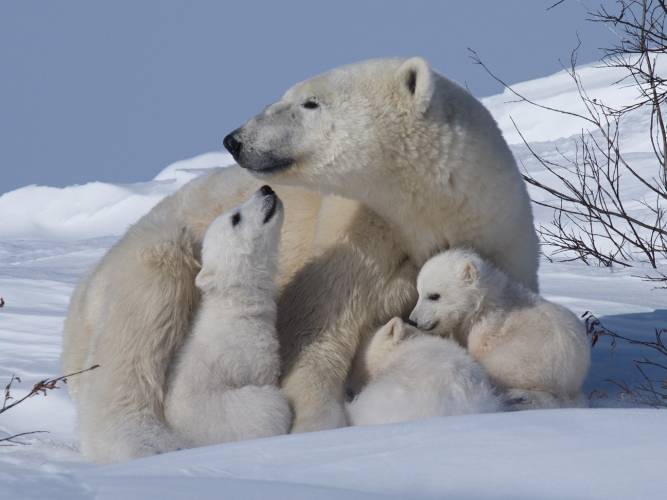 Mama Bears Use Humans To Keep Their Cubs Safe, Science