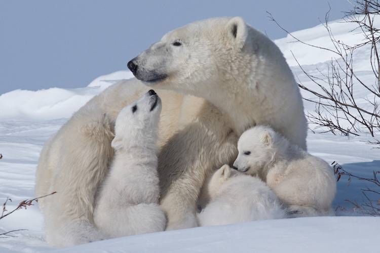 A mother polar bear and her young triplet cubs