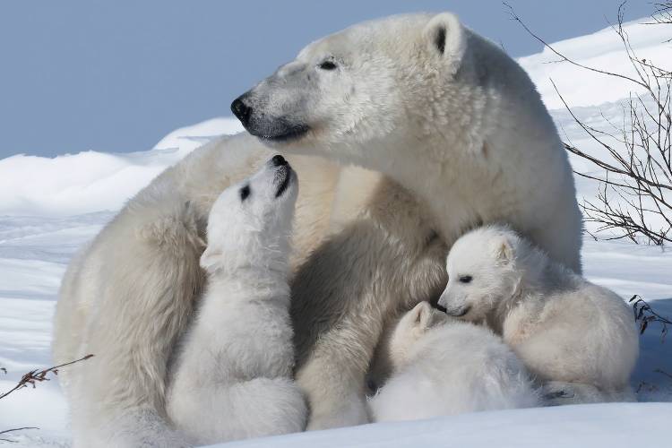 Polar bear mom and three cubs snuggling