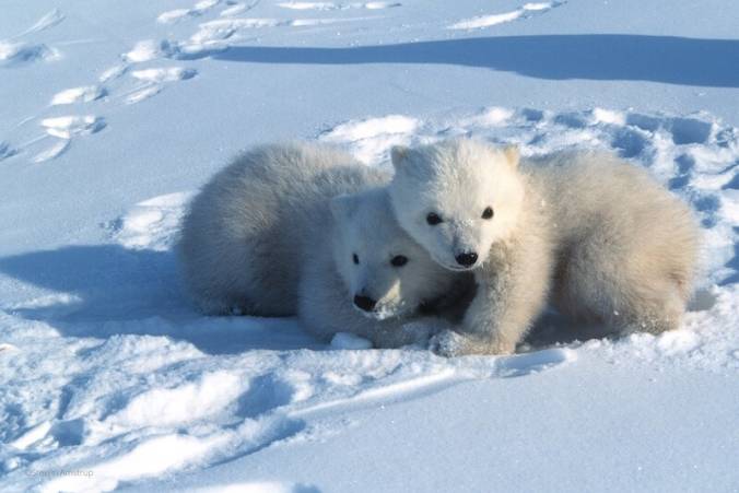Two baby polar bears cuddled up together in the snow image
