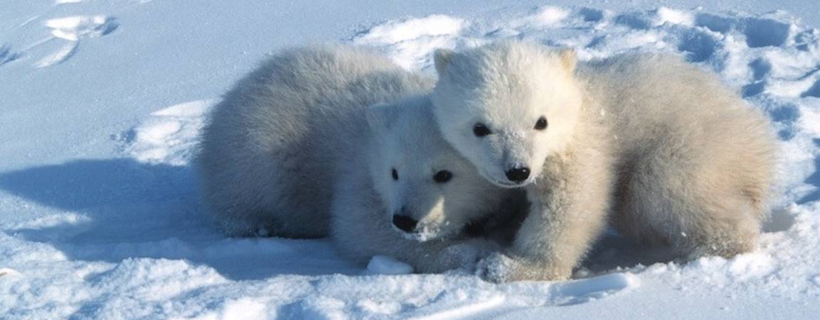 Two baby polar bears cuddled up together in the snow image