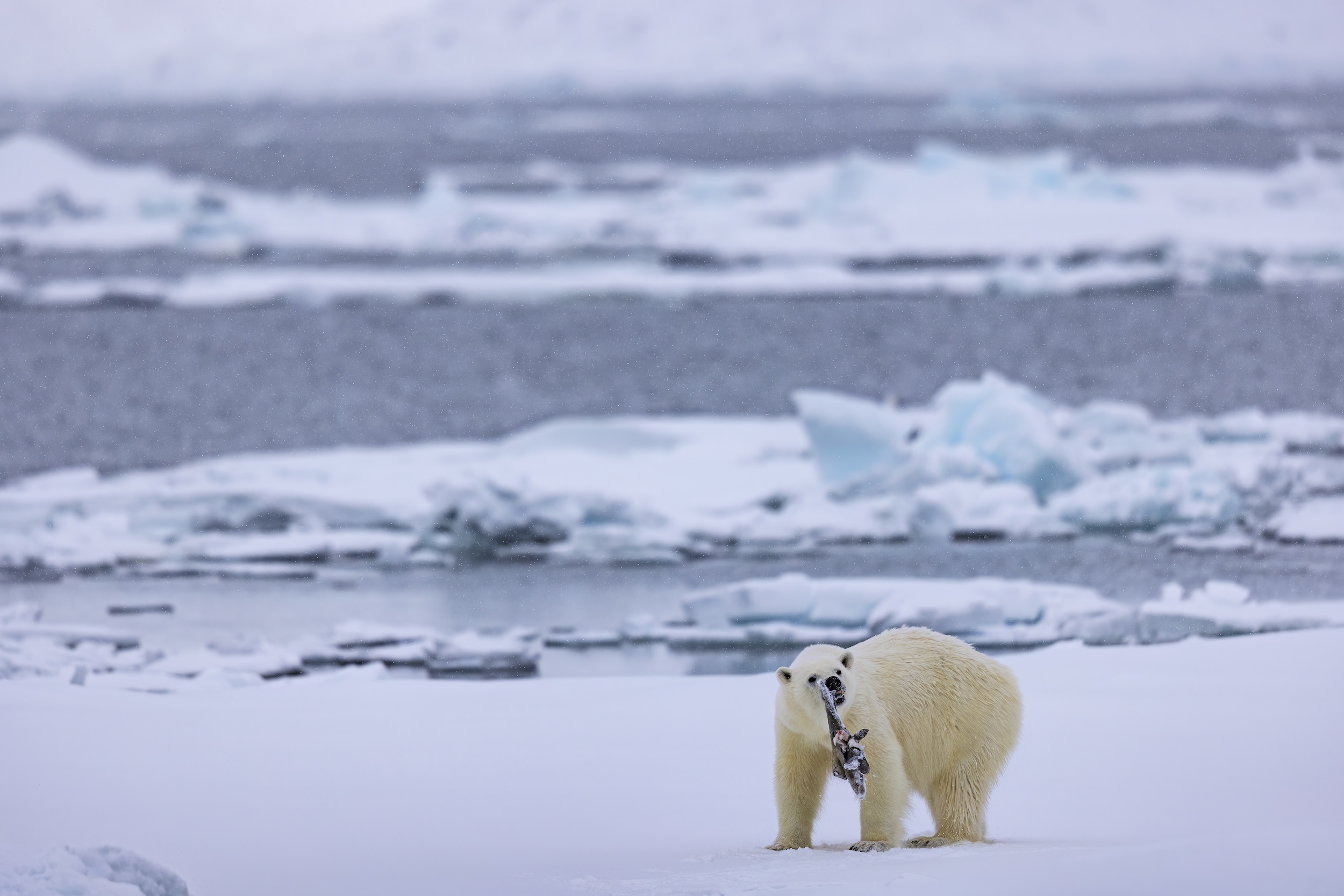 Polar bear with a seal carcass on sea ice in Svalbard