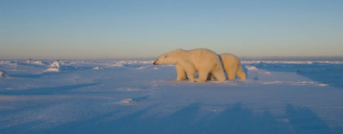 Mama bear and her cub walking along the ice