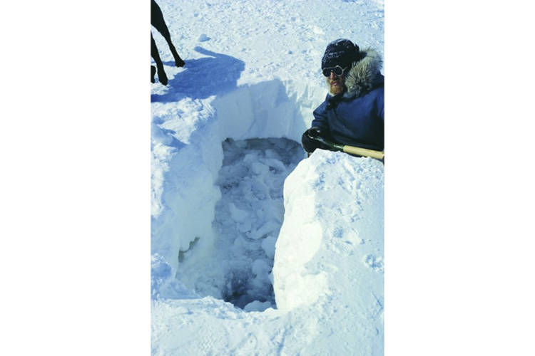 Digging out an abandoned ringed seal birth lair illustrates the protection provided by a layer of hard wind-blown snow